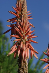 Aloe lineata