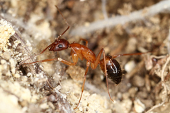 Camponotus sylvaticus