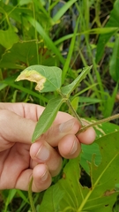 Vigna lasiocarpa