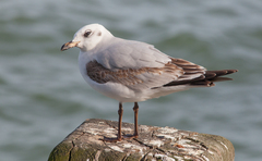 Chroicocephalus ridibundus