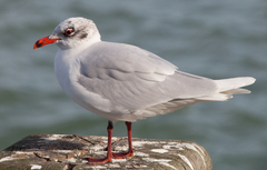 Ichthyaetus melanocephalus