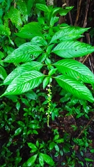 Gonzalagunia dicocca