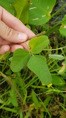 Vigna lasiocarpa