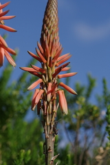 Aloe lineata
