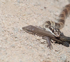 Aspidoscelis lineattissimus