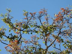 Erythrina poeppigiana