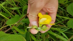 Vigna lasiocarpa