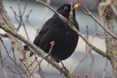 Turdus merula