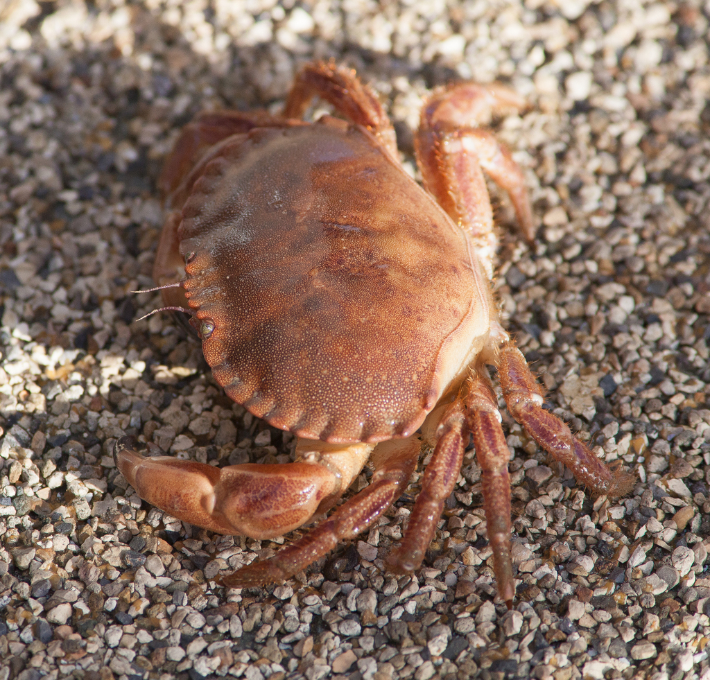 Edible Crab (Intertidal species of NE Atlantic) · iNaturalist