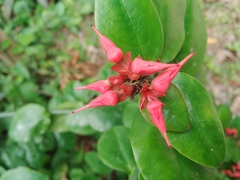 Euphorbia tithymaloides