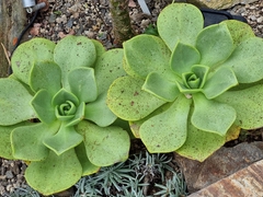 Aeonium nobile