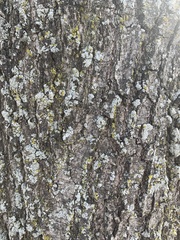 Physcia millegrana