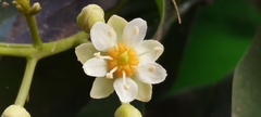 Exothea paniculata