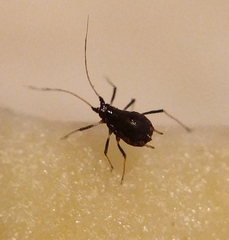 Aphis