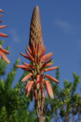 Aloe lineata