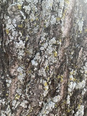 Physcia millegrana