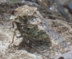 Oxypleura lenihani