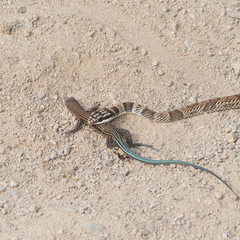 Aspidoscelis lineattissimus