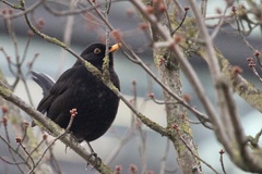 Turdus merula