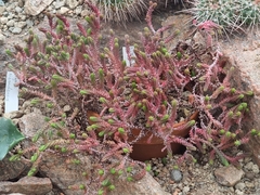 Sedum grandyi
