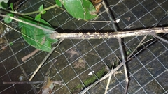 Phanocloidea muricata