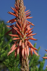 Aloe lineata
