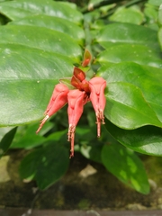 Euphorbia tithymaloides