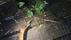 Phanocloidea muricata