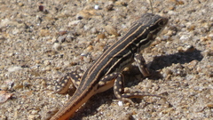 Acanthodactylus erythrurus