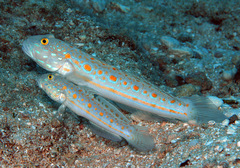 Valenciennea puellaris