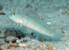 Valenciennea puellaris