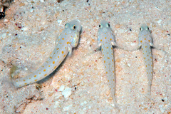 Valenciennea puellaris