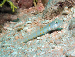Valenciennea puellaris