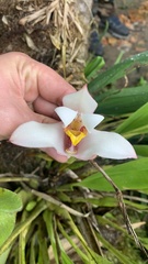 Maxillaria porrecta