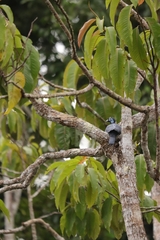 Gymnoderus foetidus