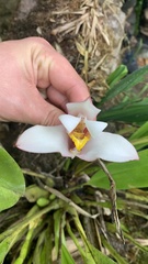 Maxillaria porrecta