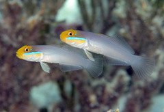 Valenciennea strigata