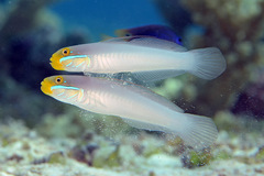 Valenciennea strigata