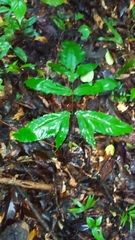 Bolbitis semipinnatifida