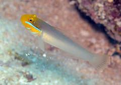 Valenciennea strigata