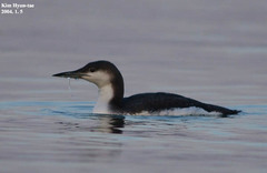 Gavia arctica