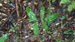 Bolbitis semipinnatifida