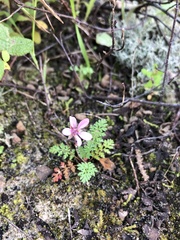 Erodium cicutarium