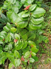 Euphorbia tithymaloides