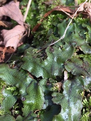 Conocephalum conicum