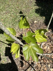 Ficus carica