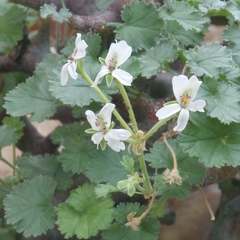 Pelargonium crassicaule