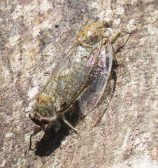 Oxypleura lenihani