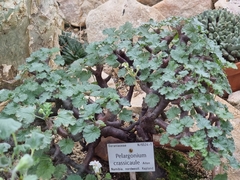 Pelargonium crassicaule