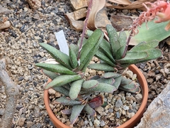 Gasteria rawlinsonii